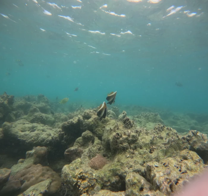 Shallow reef top just below the surface