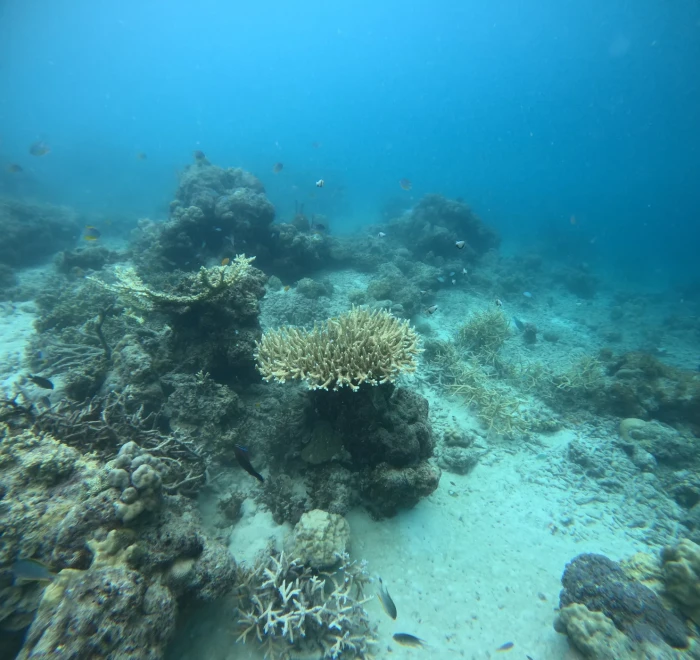 Small acropora coral colony growing on a shallow Havelock Island reef