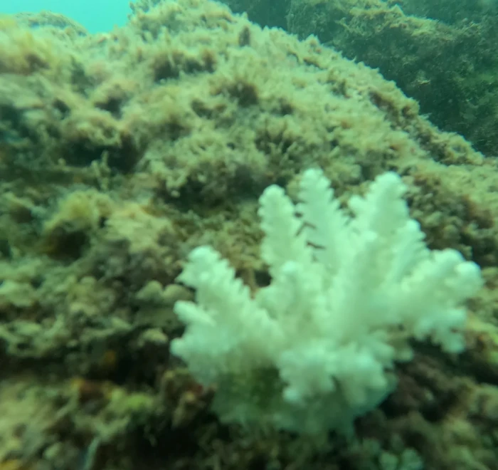 Soft coral growing on a reef boulder off Havelock Island