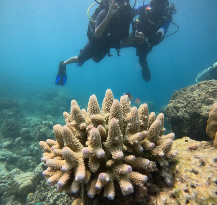 Staghorn coral colony with divers passing above