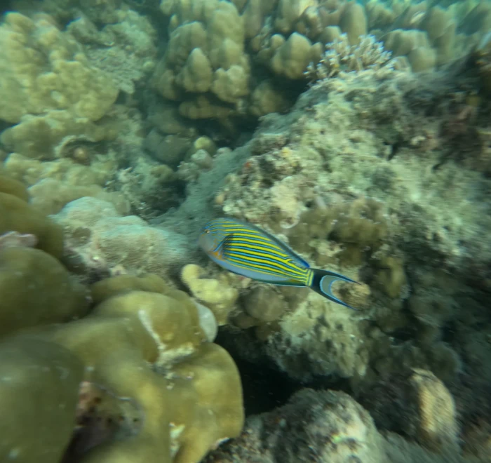Striped reef fish swimming over boulder coral