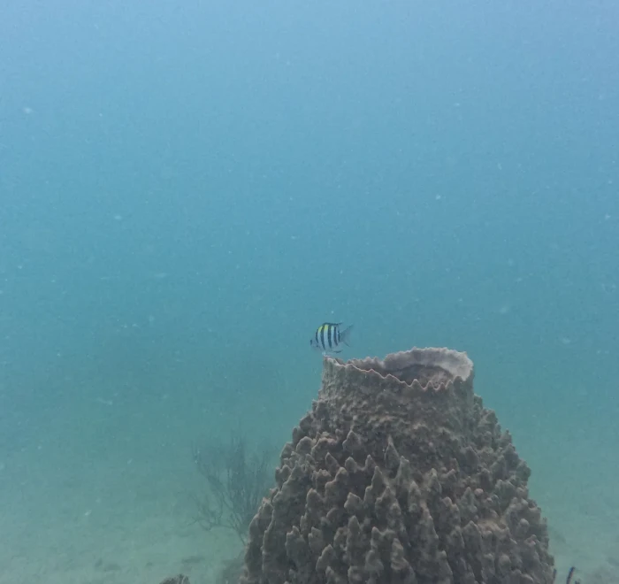 Tall coral formation rising from the seabed