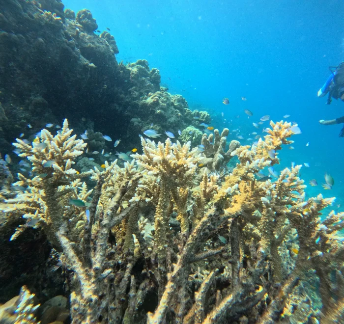 Thicket of staghorn coral with small blue damselfish on a Havelock Island reef