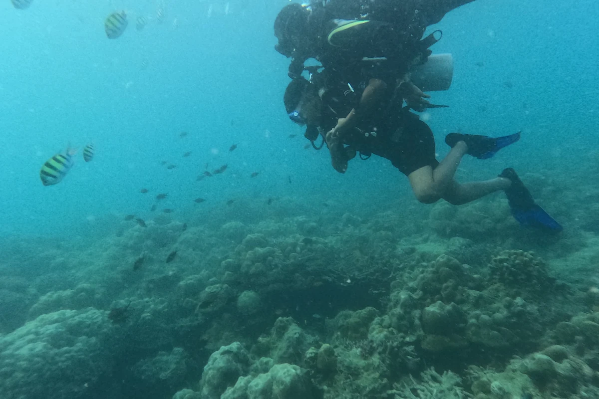 Diver swimming with a school of sergeant major fish over a shallow coral reef in Havelock