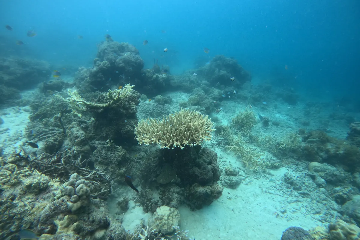 Staghorn and table coral heads on a shallow reef sloping down to white sand, Havelock Island
