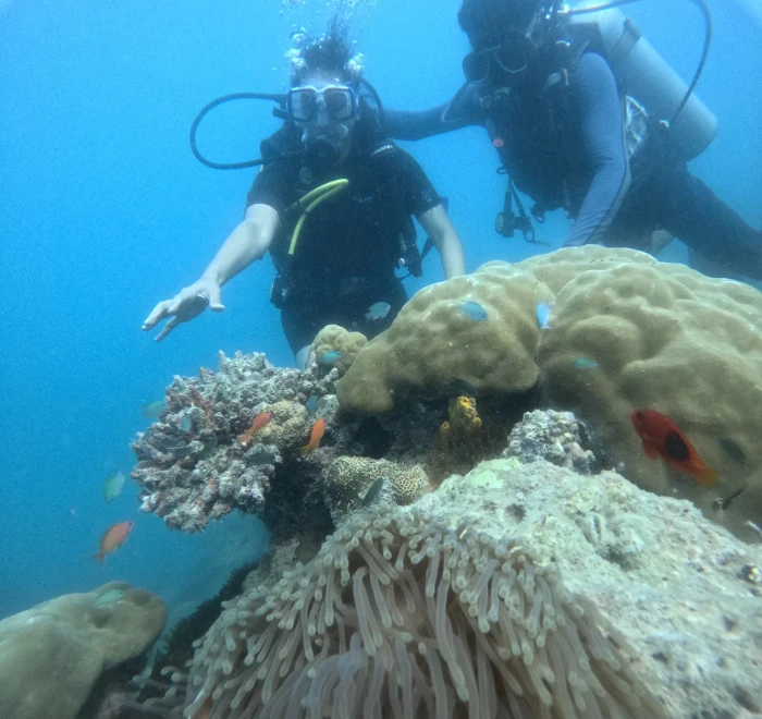 Two divers above an anemone and hard coral