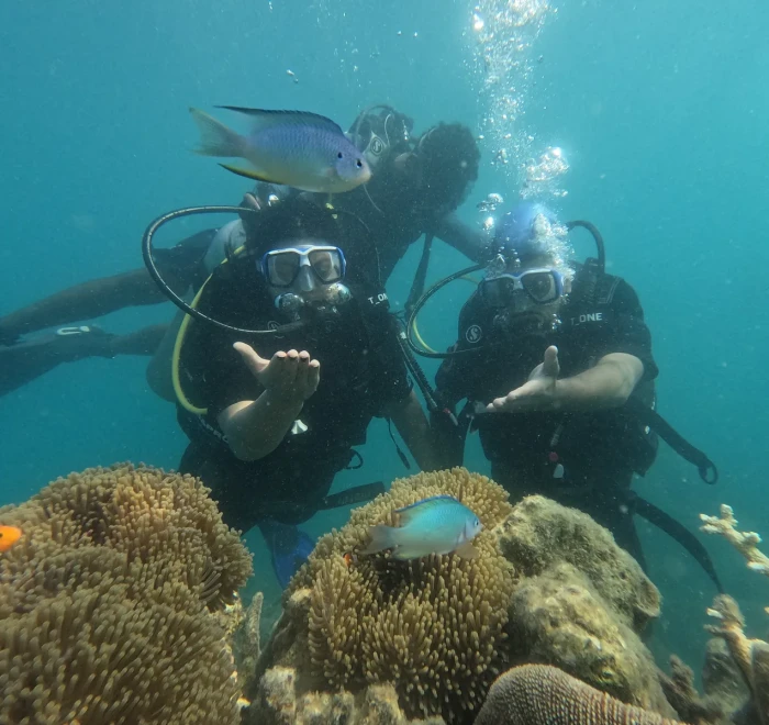 Two divers above a clownfish anemone on the reef