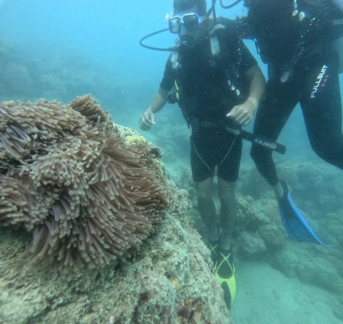 Two divers beside a large sea anemone on the reef