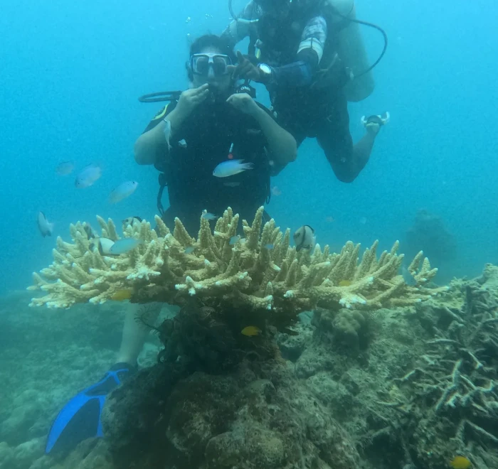 Two divers above a table coral on the reef