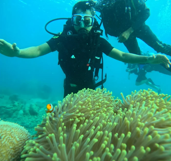 Two divers above a yellow sea anemone