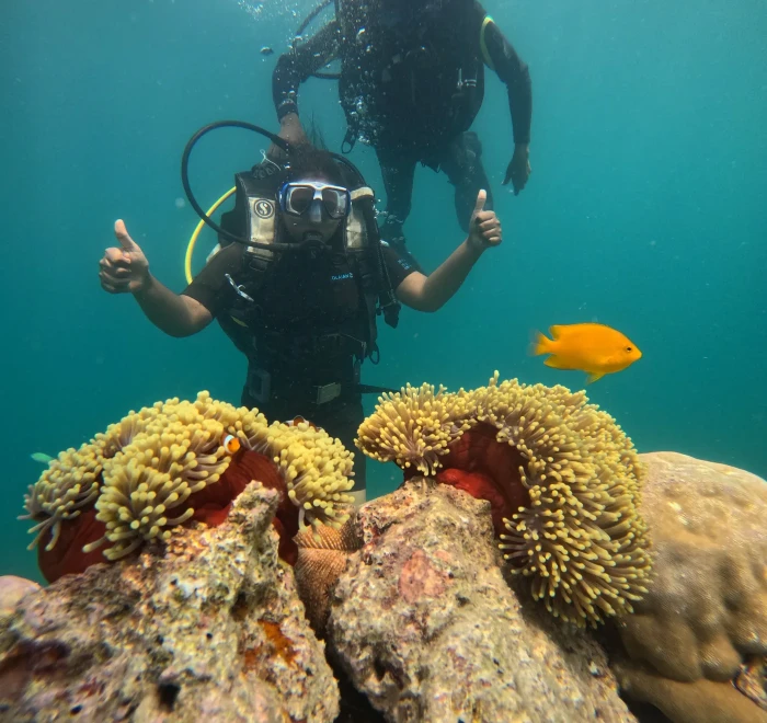 Two sea anemones with a clownfish and divers signalling above