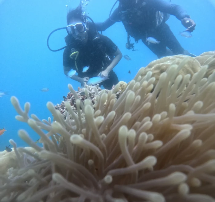 Close view of a pale sea anemone with divers above