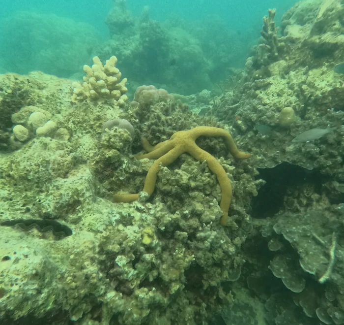 Yellow starfish resting on the coral reef