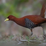 Andaman crake, a shy forest bird of the Andaman Islands, walking on the forest floor