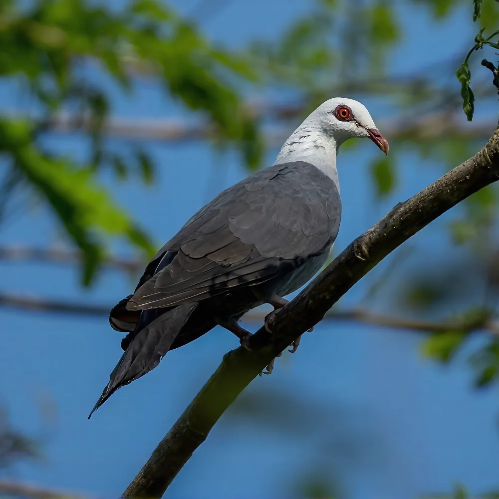 Andaman wood pigeon with its pale grey head sitting on a branch, Andaman Islands