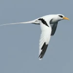White-tailed tropicbird in flight over the sea in the Andaman Islands