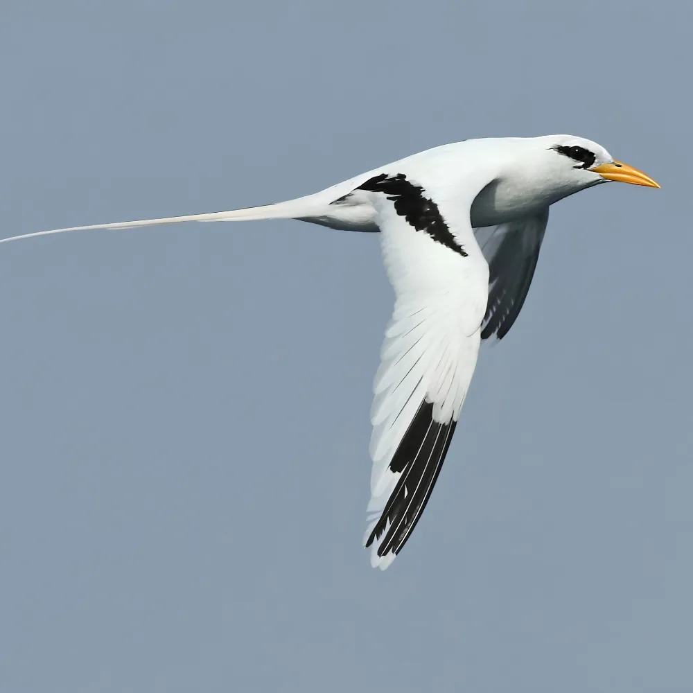 White-tailed tropicbird in flight over the sea in the Andaman Islands