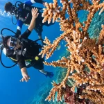 Scuba diver next to branching staghorn coral in clear blue water off Havelock Island, Andaman