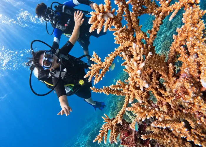 Scuba diver next to branching staghorn coral in clear blue water off Havelock Island, Andaman